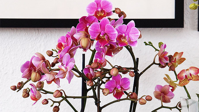orkide i vas med vatten online