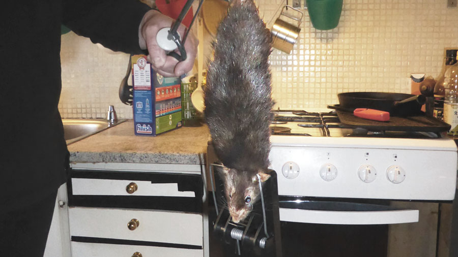 Jätteråtta satte skräck i Solnafamilj - Hem & Hyra