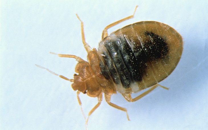 Bilden visar en vägglus. Den är oval till formen och rundare baktill, har sex ben och två spröt. Den är rödbrun till färgen vilket betyder att den sugit blod från en människa.