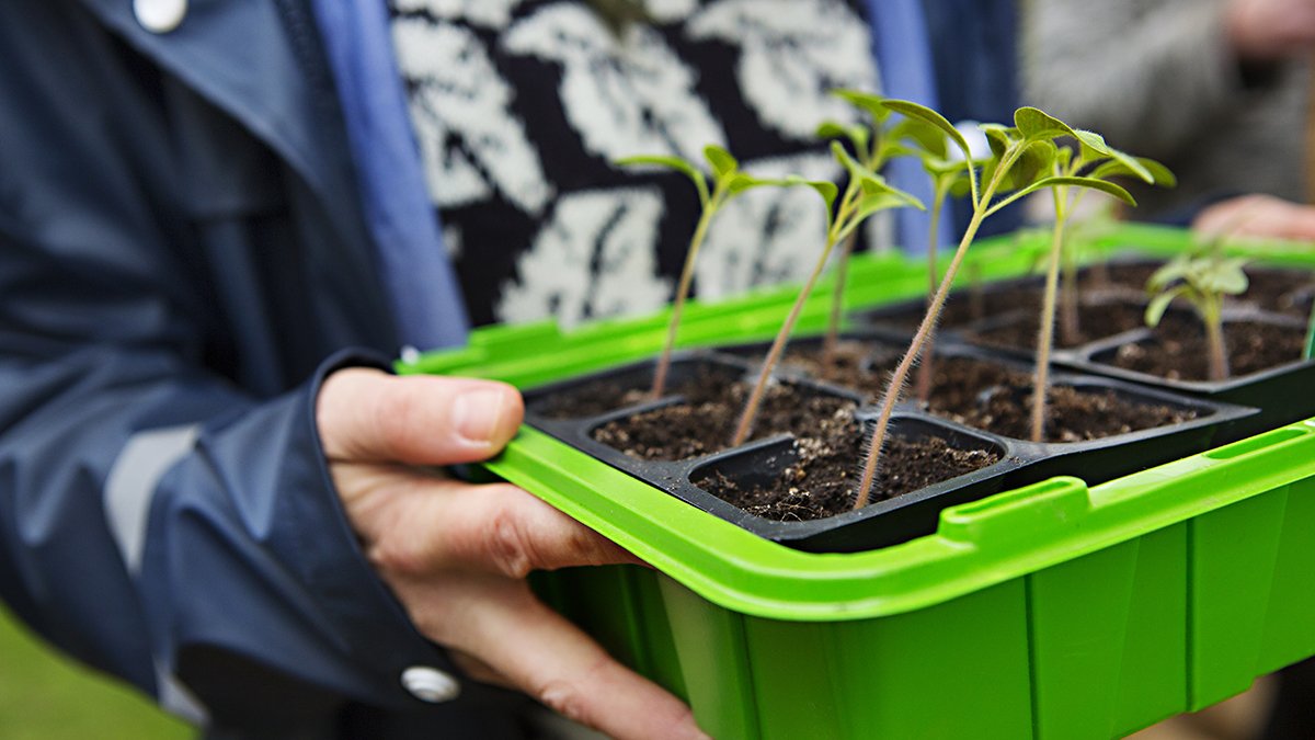 Späda plantor som ska planteras ut.