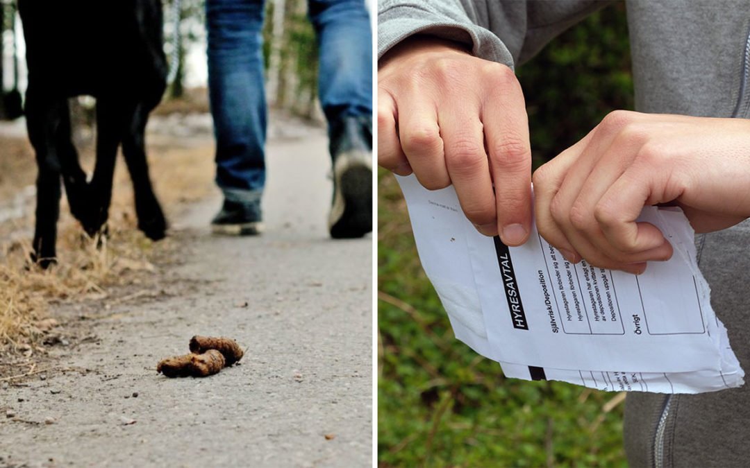 Kvinnan låter hunden gå fritt på gården och plockar inte upp bajset efter den. Nu vill värden riva hennes kontrakt.