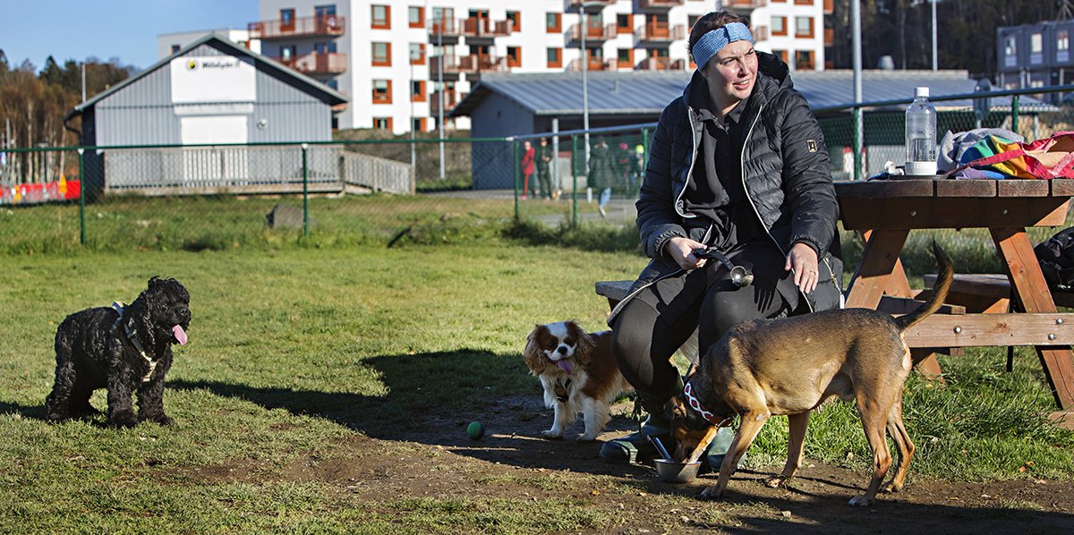 Johanna Månsson i hundrastgården med tre hundar runt sig.