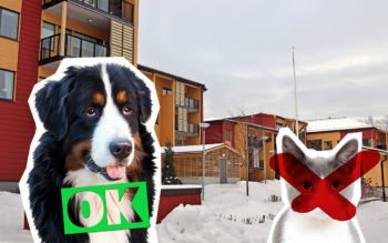 Bilden visar trähusen i kvarteret Hyttkammaren i Falun där det råder kattförbud. En hund med en okejstämpel i grönt och en katt som är överkryssad i rött har monterats in i fotot.