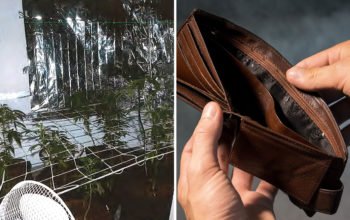 Collage, cannabisodling i en hyreslägenhet samt en person som öppnar en tom plånbok.