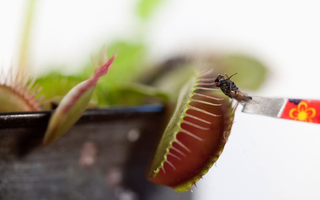 Venusflugfällan matas med en fluga som långsamt förs in i "gapet". Efter ett ögonblick slår flugfällan igen sina "käftar".