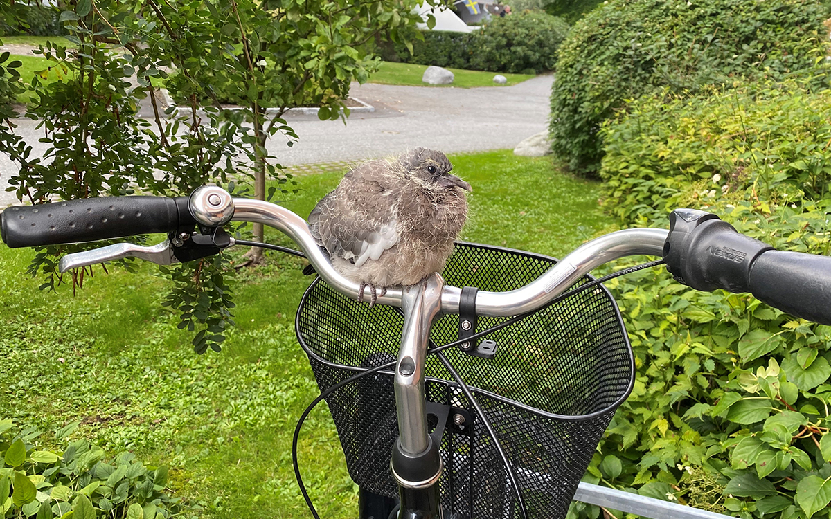Måsunge som sitter på ett cykelstyre.