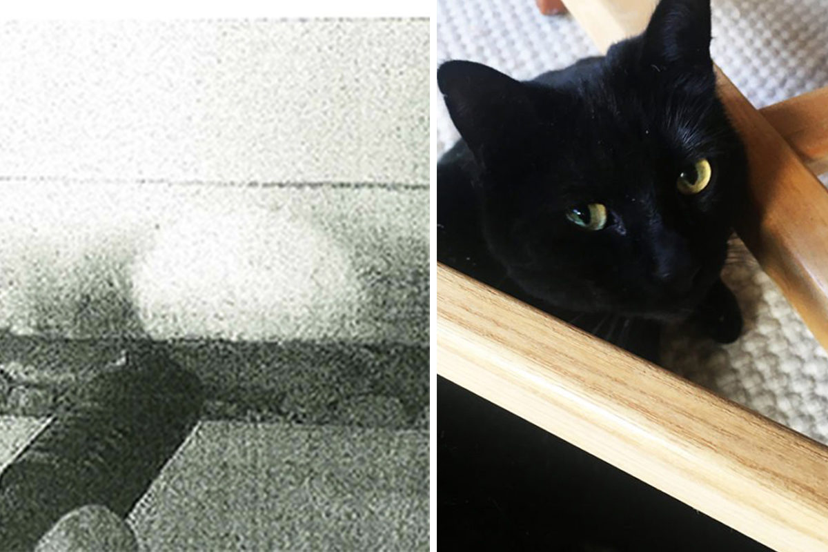 Tvist om kattkiss avgörs - över en halv miljon står på spel - Hem 