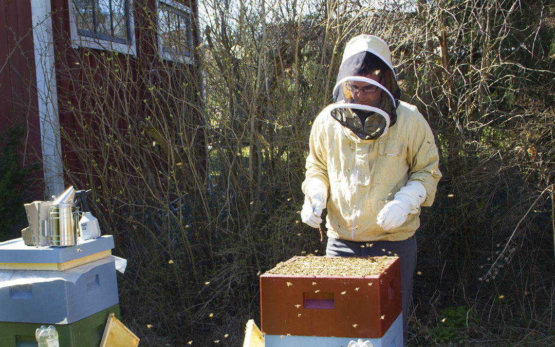 Mårten Markne, klädd i näthatt och handskar, har öppnat en bikupa.