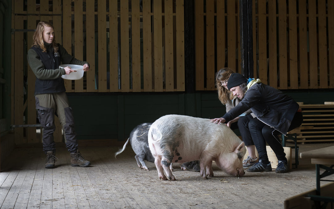 Minigrisar på stadslantgård