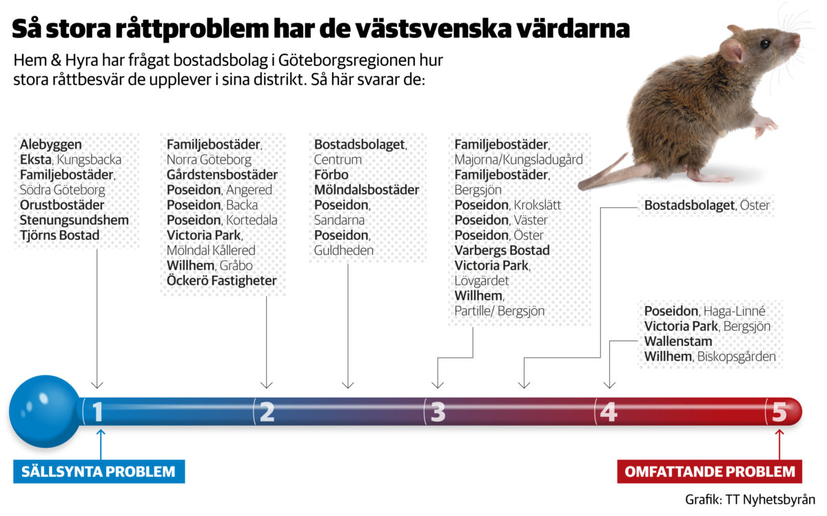 Grafik som visar råttor i olika bostadsområden i Göteborg