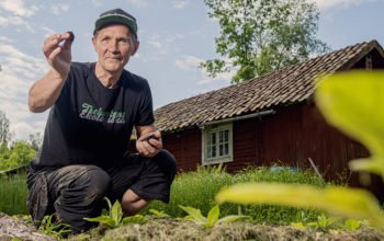 Thomas Sändh gör sitt eget snus på lantstället i Sörmland