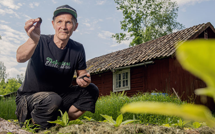 Thomas Sändh gör sitt eget snus på lantstället i Sörmland