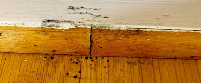 Vit golvlist och furufärgat parkettgolv. På listen och golvet syns svarta prickar som är avföring från vägglöss.