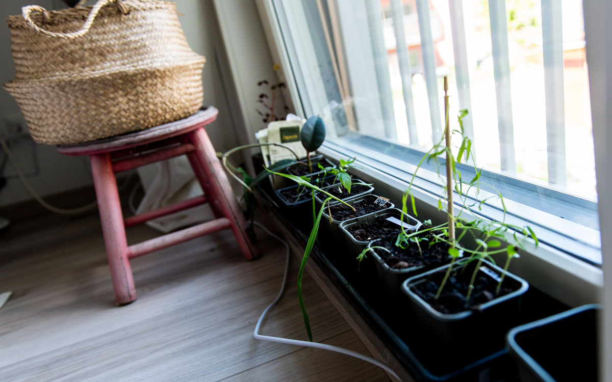 Tomat- och chiliplantor i Klaras Falkengrens fönster.