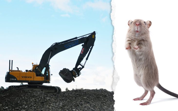 råttor ökar när grävmaskiner rör om i marken där de är bosatta..