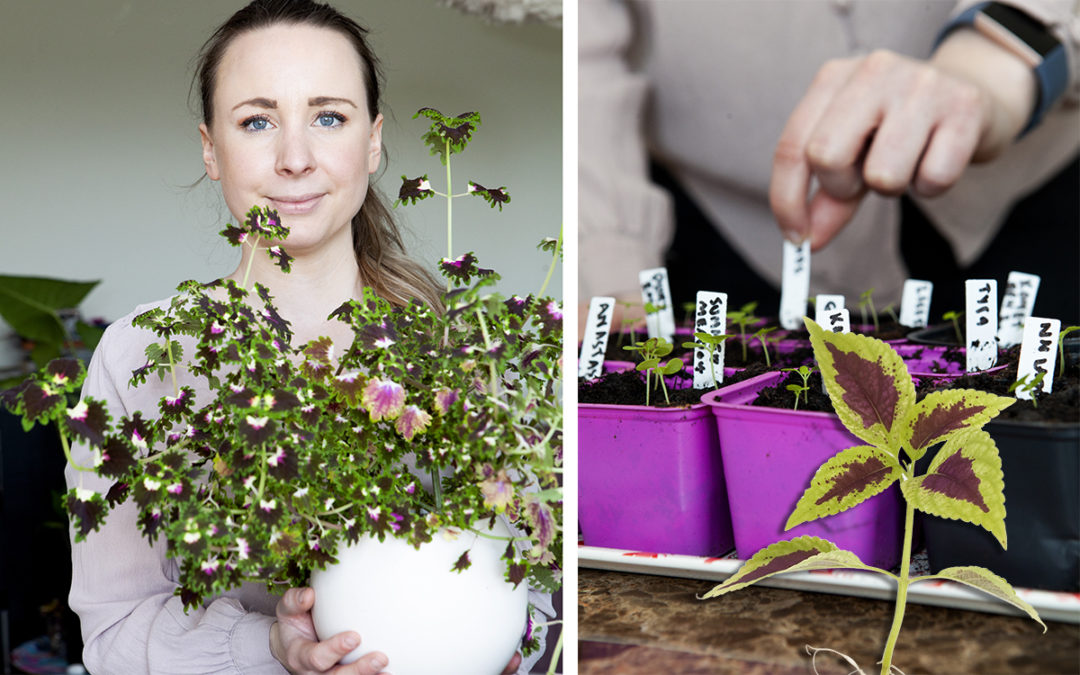 Ellinor har lyckats väl med sina sticklingar och palettblad