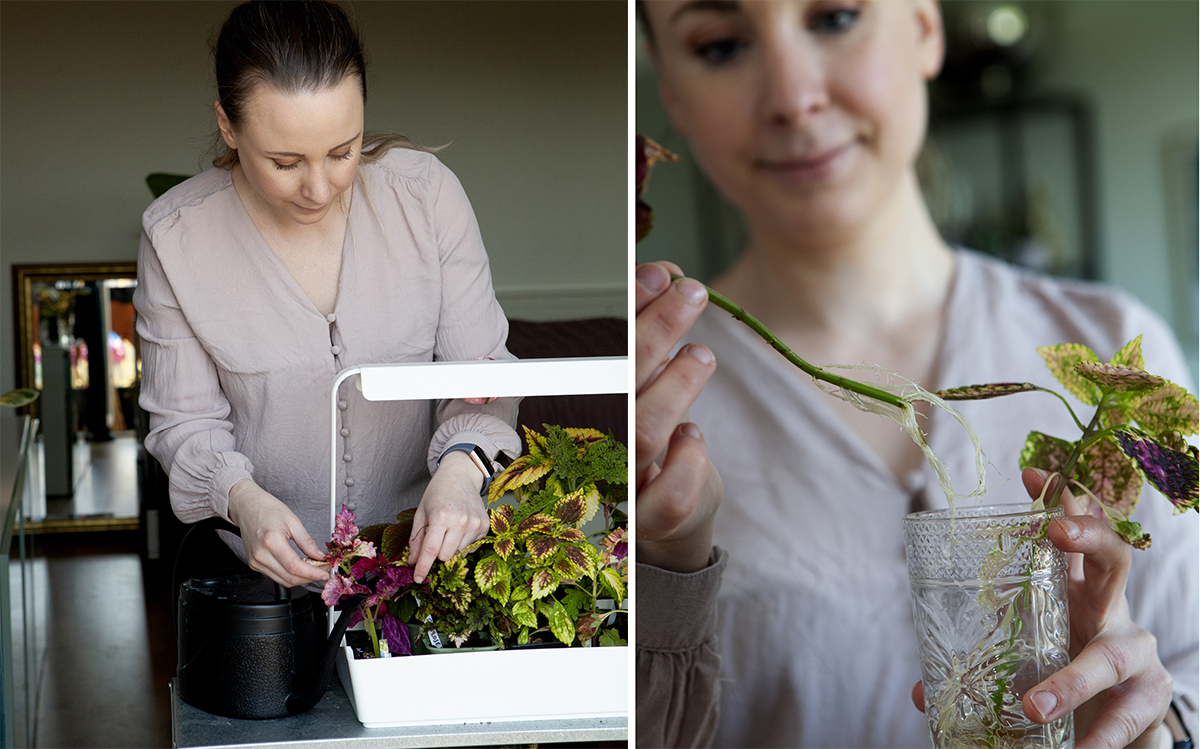 Ellinor har lyckats väl med sina sticklingar och palettblad.