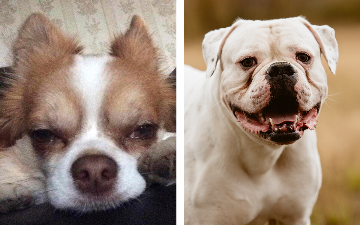 Chihuahuan "Smulan" och hennes husse blev överfallna av en amerikansk bulldog.