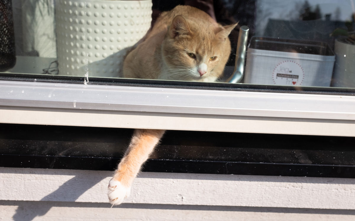 Katt som sticker ut tassen genom fönsterspringa. Hyresvärd