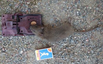 Råttor, råtta, råttproblem, Stora Essingen, Ellinor Lundstedt