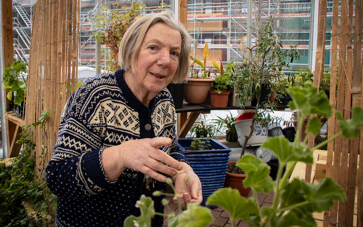 Gun Petrusson pysslar om sina pelargonier.