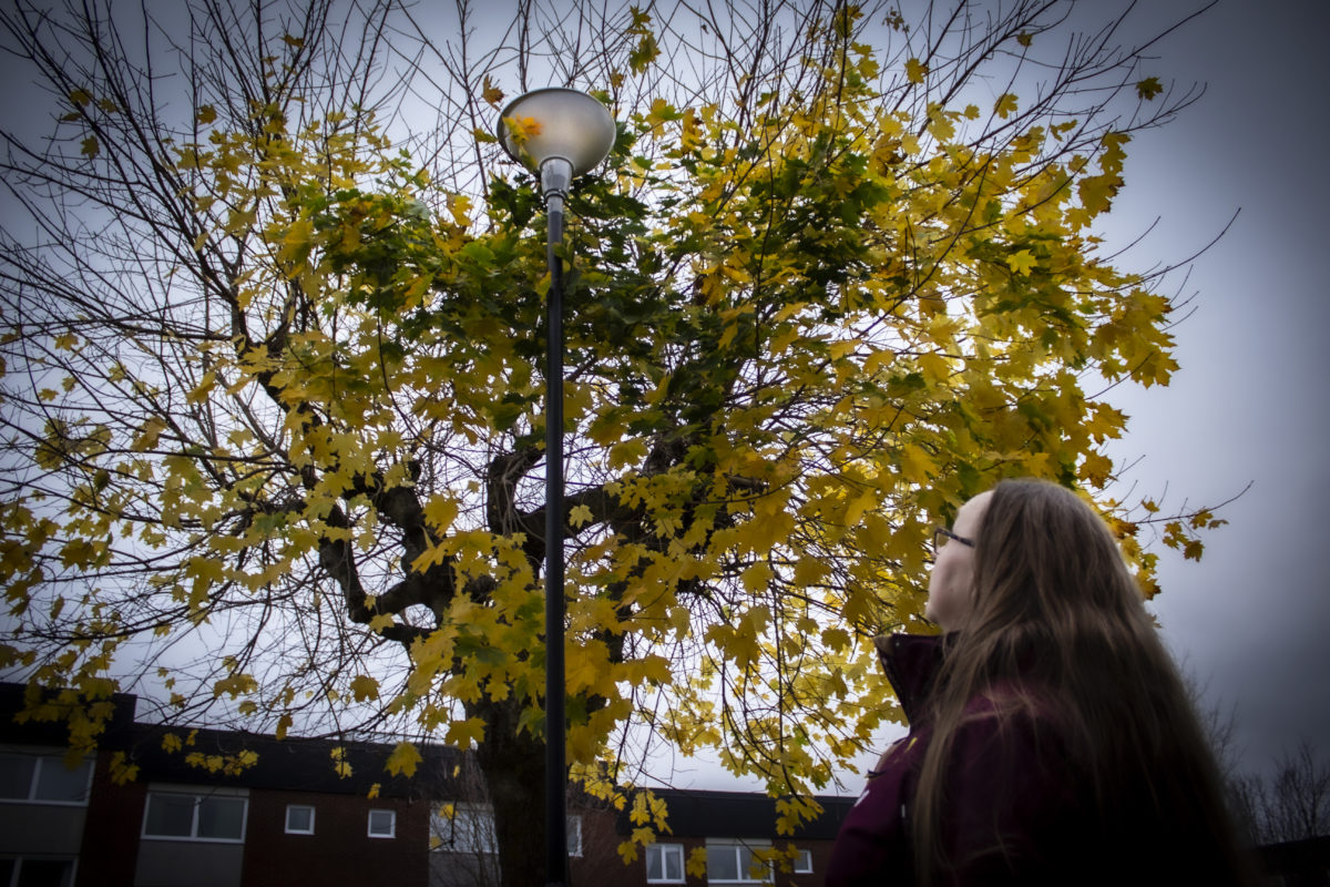 "Här skulle det behöva ansas rejält", säger Maritha Dahlqvist och pekar upp mot lyktstolpen som är inbäddad i trädkronan på Stensiken. 