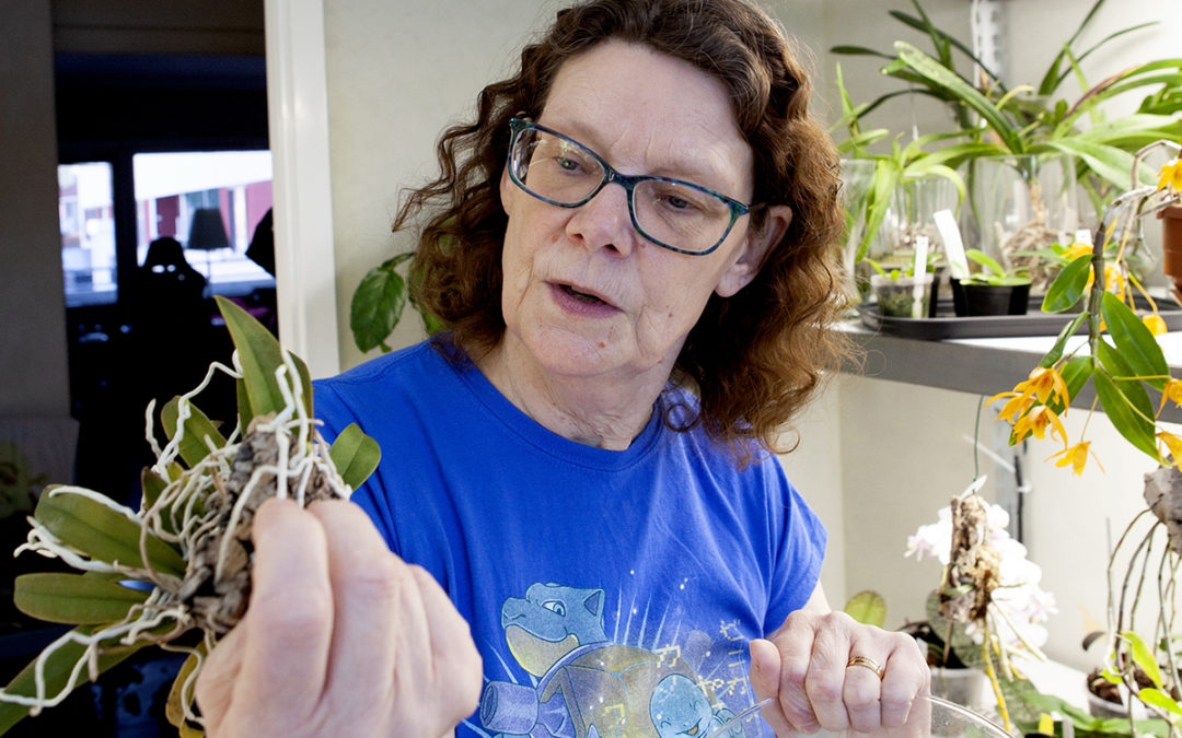 Eva-Karin Wiberg vet hur man får orkidéer att blomma.