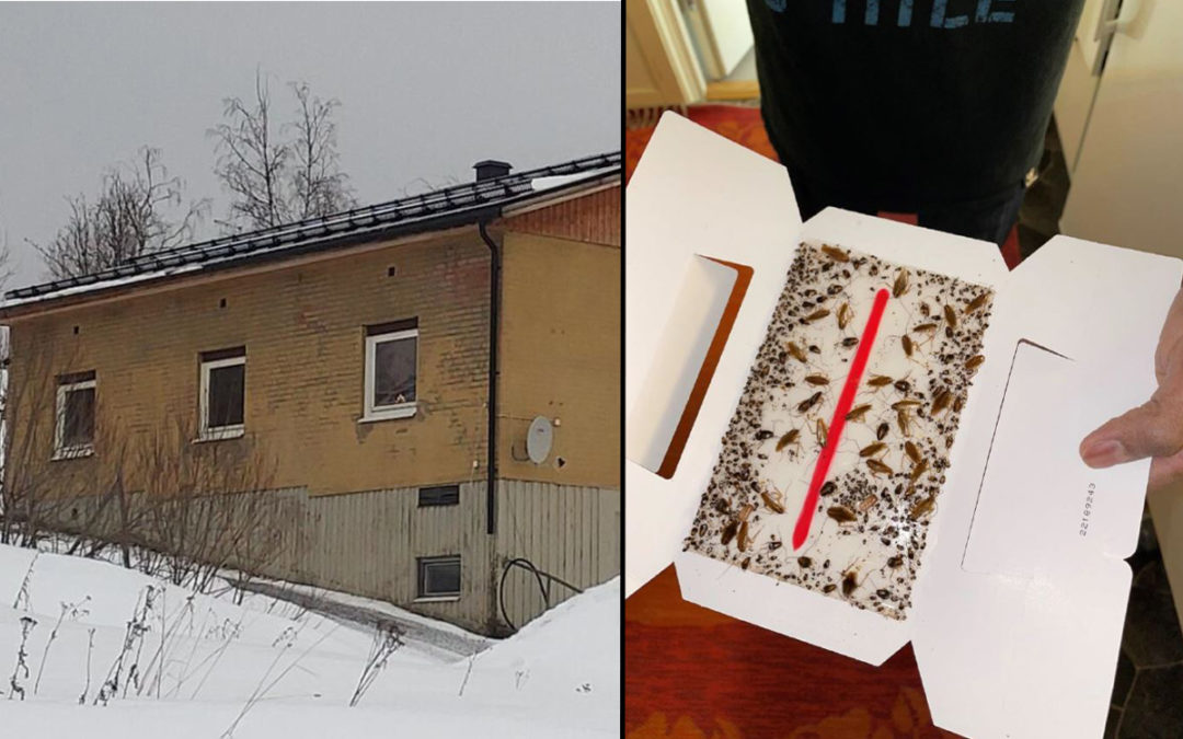 Till vänster en bild på utsidan av ett hus och till höger en klisterfälla fullt med kackerlackor.