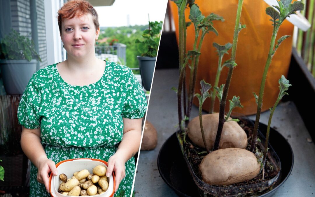 Åsa Apelqvist berättar om hur du kan skörda potatis till midsommar.