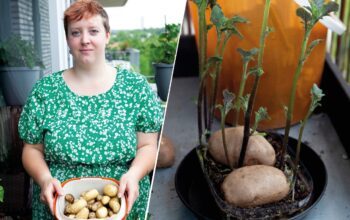 Åsa Apelqvist berättar om hur du kan skörda potatis till midsommar.