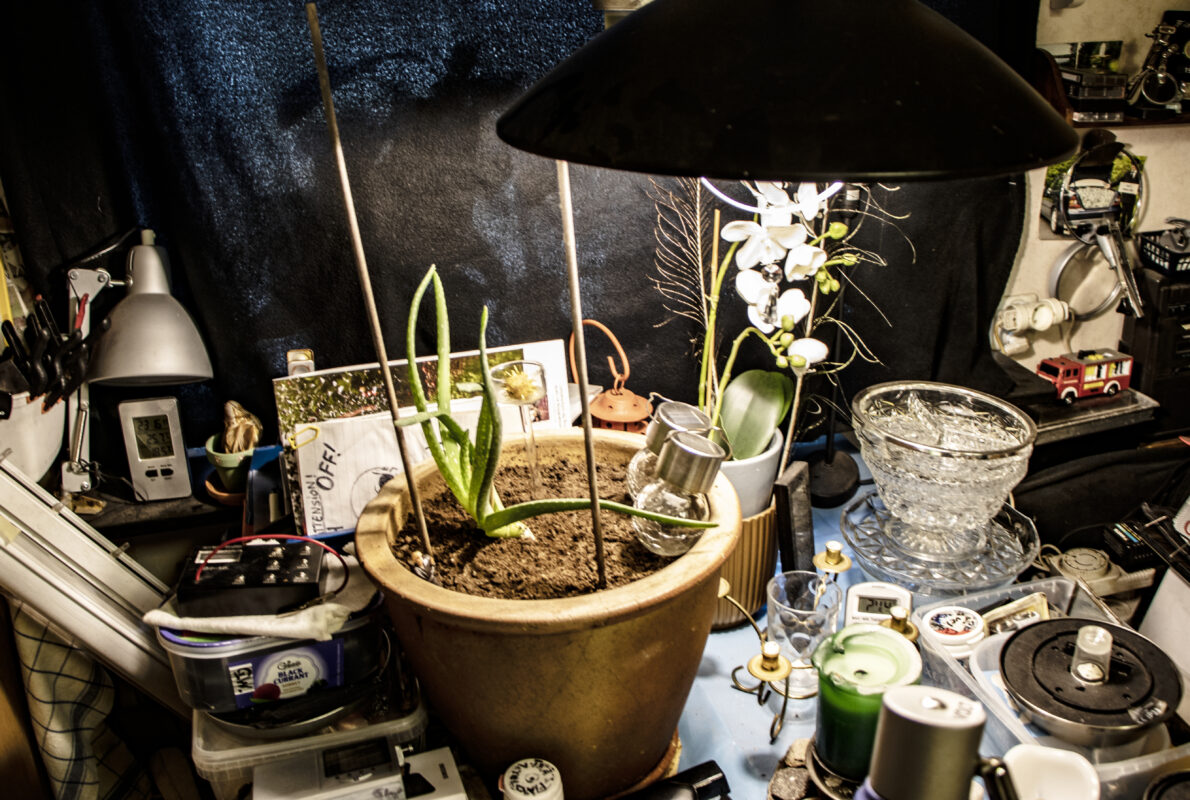 Elektronik, ljuslyktor, glasskålar och mitt upp i allt en kruka med en aloe vera-växt i. Allt på Gerts köksbord. 