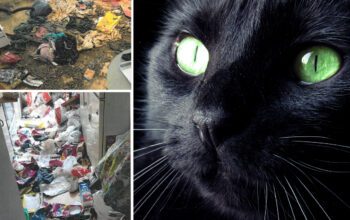Vanvårdad lägenhet med kattbajs