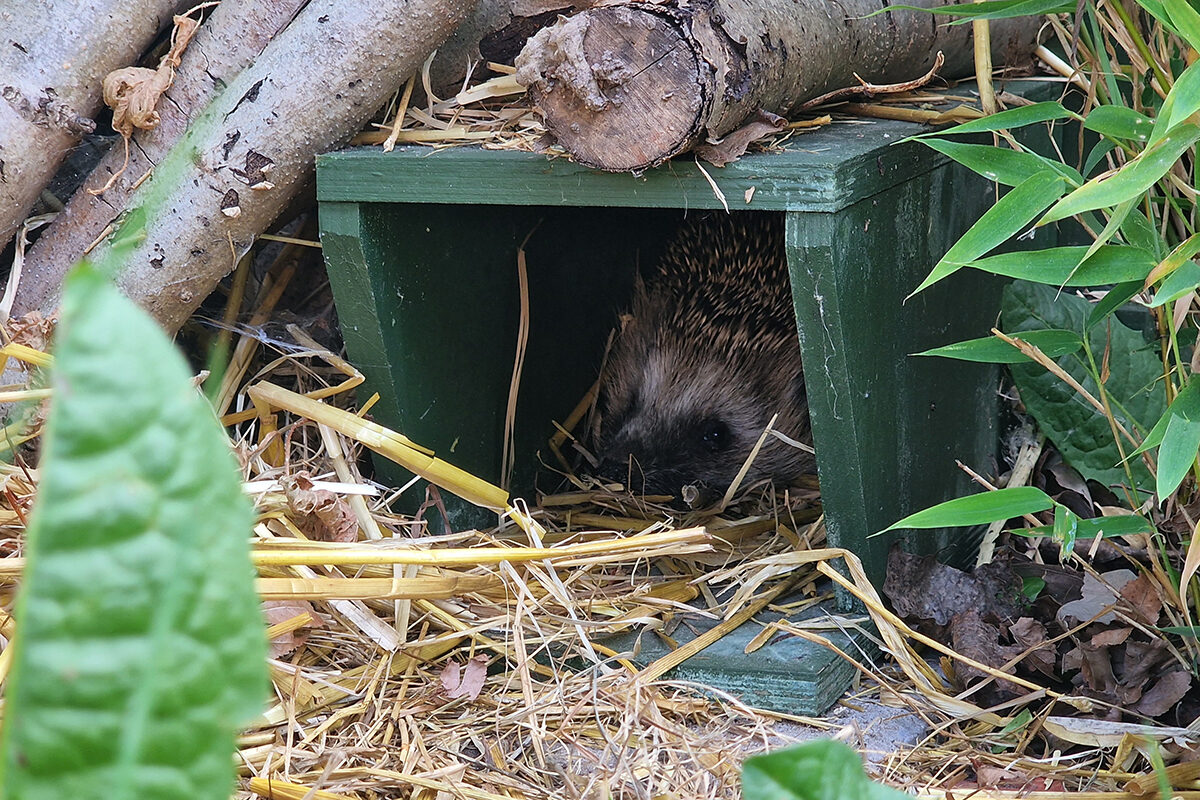 Den lokala hyresgästföreningen i Båtsmanstorpet har köpt in flera igelkottshus till bostadsområdet, som en satsning på ekologisk mångfald i sin närmiljö.