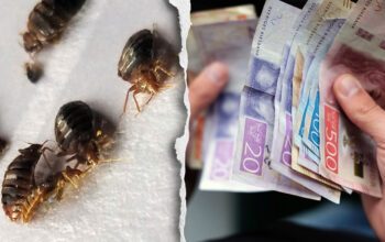 Vägglöss och pengar.