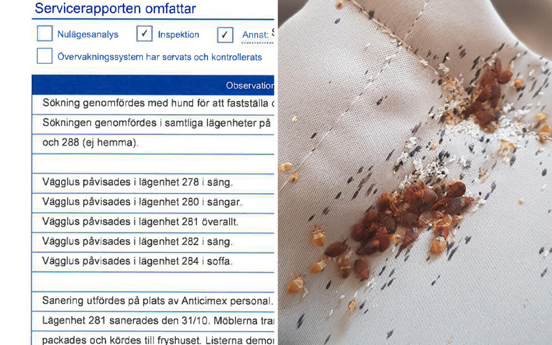 Vägglöss fanns i alla lägenheter i trappuppgången utom två. Anticimex hade inga problem att lista ut varifrån ohyran spreds.