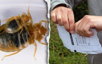 Vägglöss och ett hyreskontrakt som rivs i bitar.