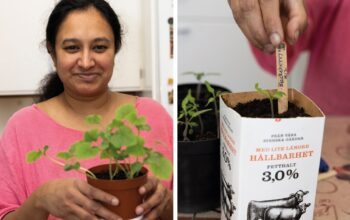 Fatema Golam bäddar ­försiktigt ner rötterna i en avklippt mjölkkartong.