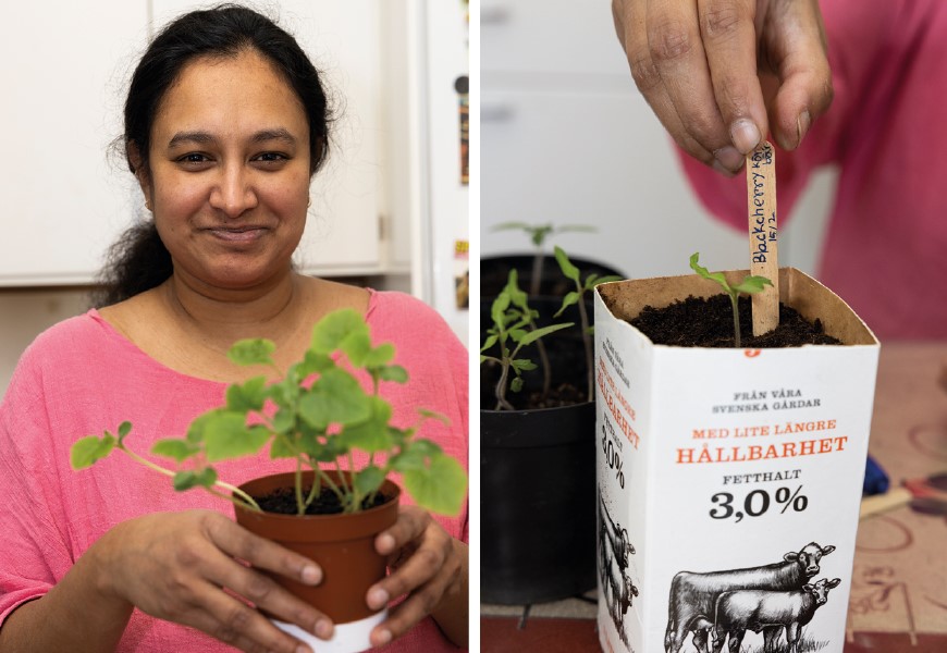 Fatema Golam bäddar ­försiktigt ner rötterna i en avklippt mjölkkartong.