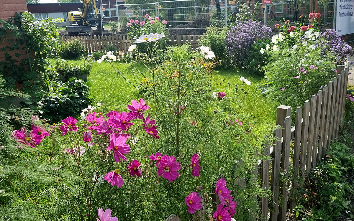 Eva Byegårds uteplats, i förgrunden en rosablommande rosenskära. Rikshem vände sig till hyresnämnden för att få ta bort uteplatser i Gränby.