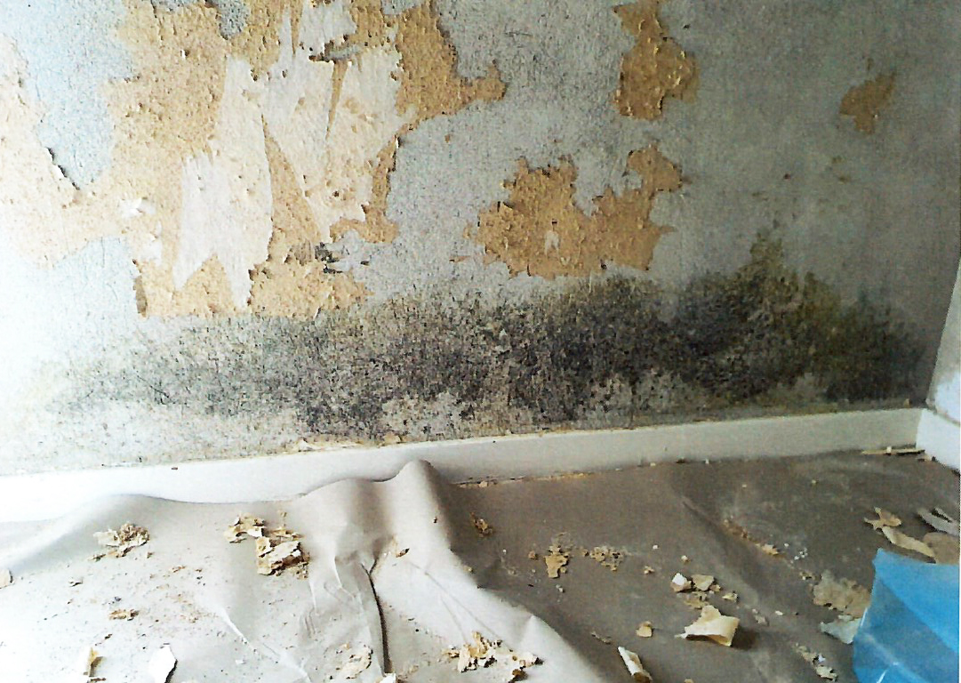 En vägg med bortriven tapet och mögel.