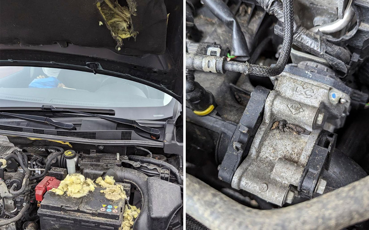 Råttor som har gnagt sönder isoleringen i bilen och bajsat på motordelar.