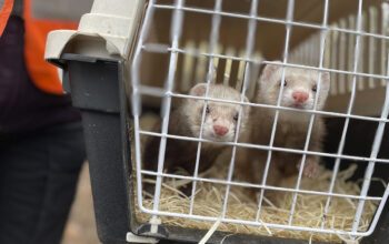 Två illrar i en bur