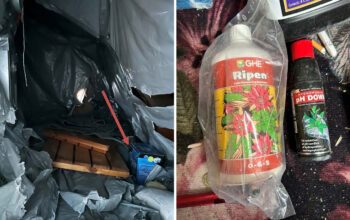 Rester av cannabisodling: ett inplastat utrymme i lägenheten samt växtnäring.