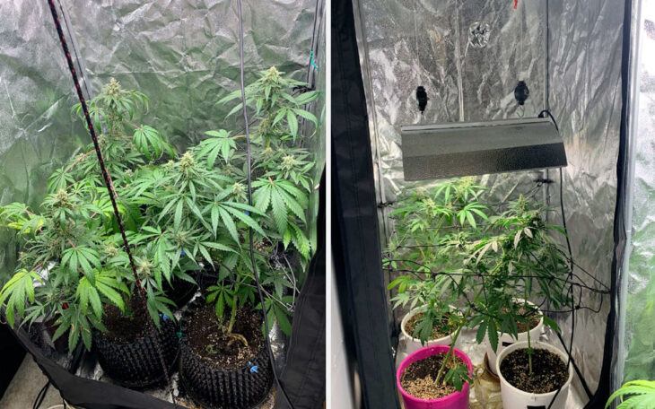 Polisen hittade flera plantor cannabis i mannens lägenhet.