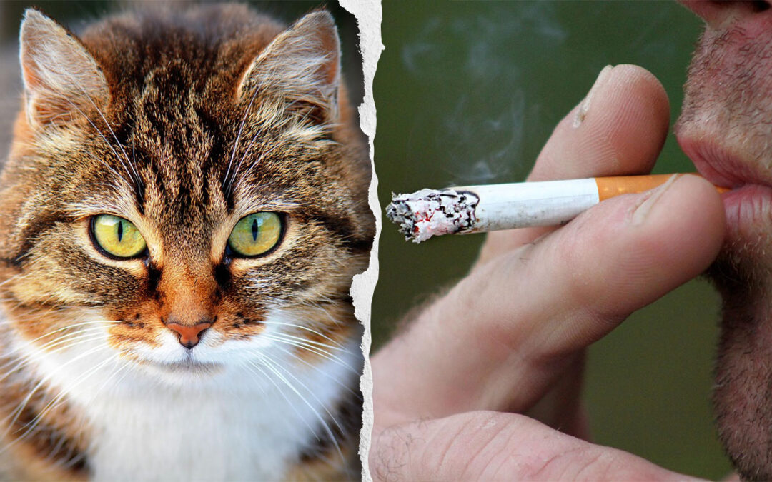 En katt och en man som röker.