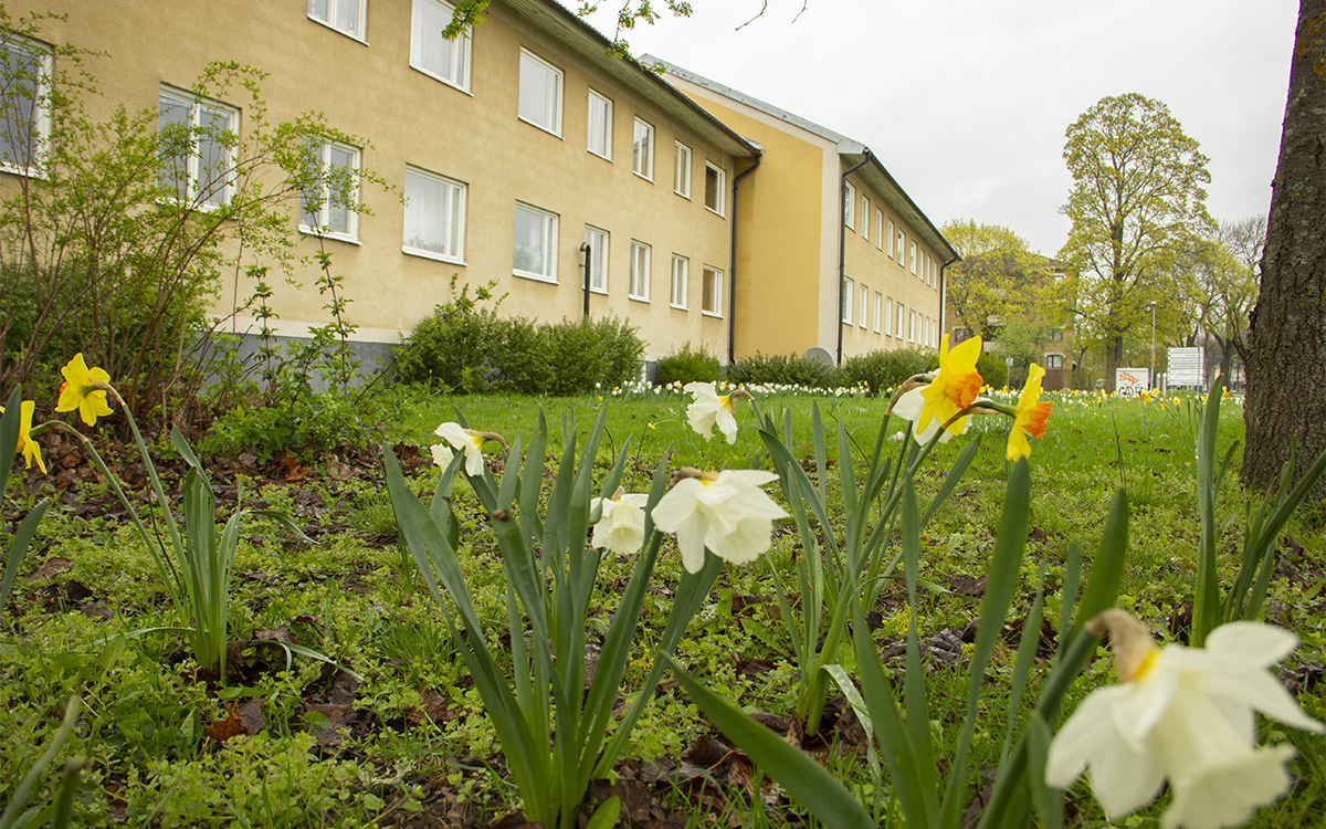 En tvådelad huskropp i två våningar, med sandfärgad putsad fasad. Framför den buskar och en gräsmatta. I förgrunden narcisser i vitt och gult med orange mitt. Uppsalahem vill riva två av husen i kvarteret Idun i Svartbäcken i Uppsala för att få plats att bygga nya bostadshus.