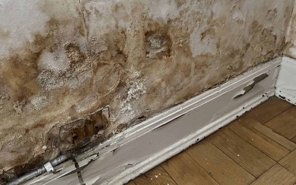 Mögel i skådespelerskans lägenhet.