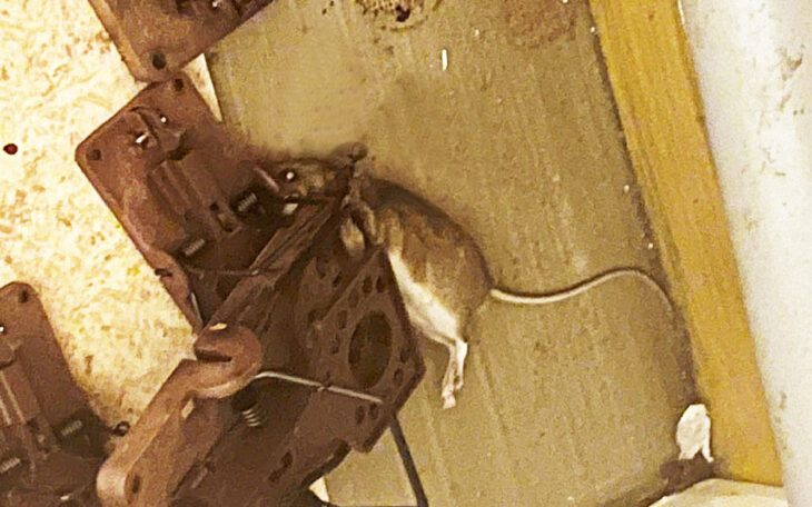Råttor invaderade kvinnans kök.