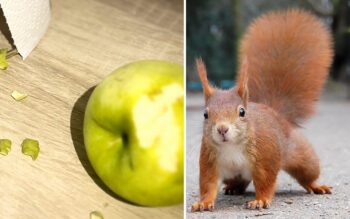 Någon har antagligen matat dem nära husen tror experten om varför ekorrarna är så oskygga.