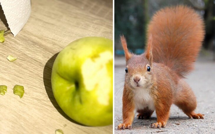 Någon har antagligen matat dem nära husen tror experten om varför ekorrarna är så oskygga.